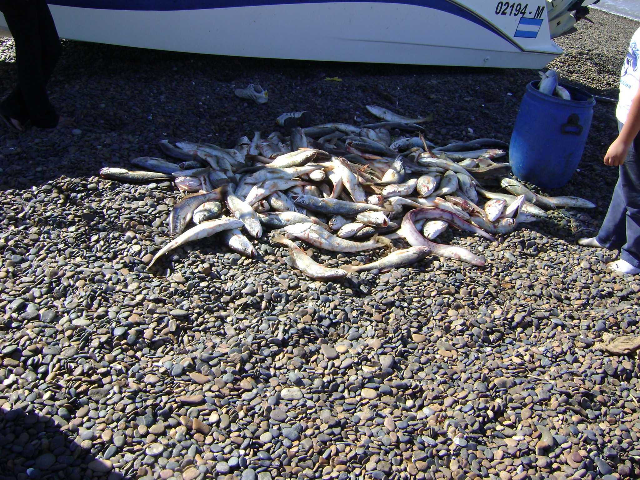 fotos/2012-12-08 - Pesca Bahia San Blas/DSC05471.JPG